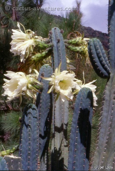 Trichocereus macrogonus Tafira Alta GC -020b